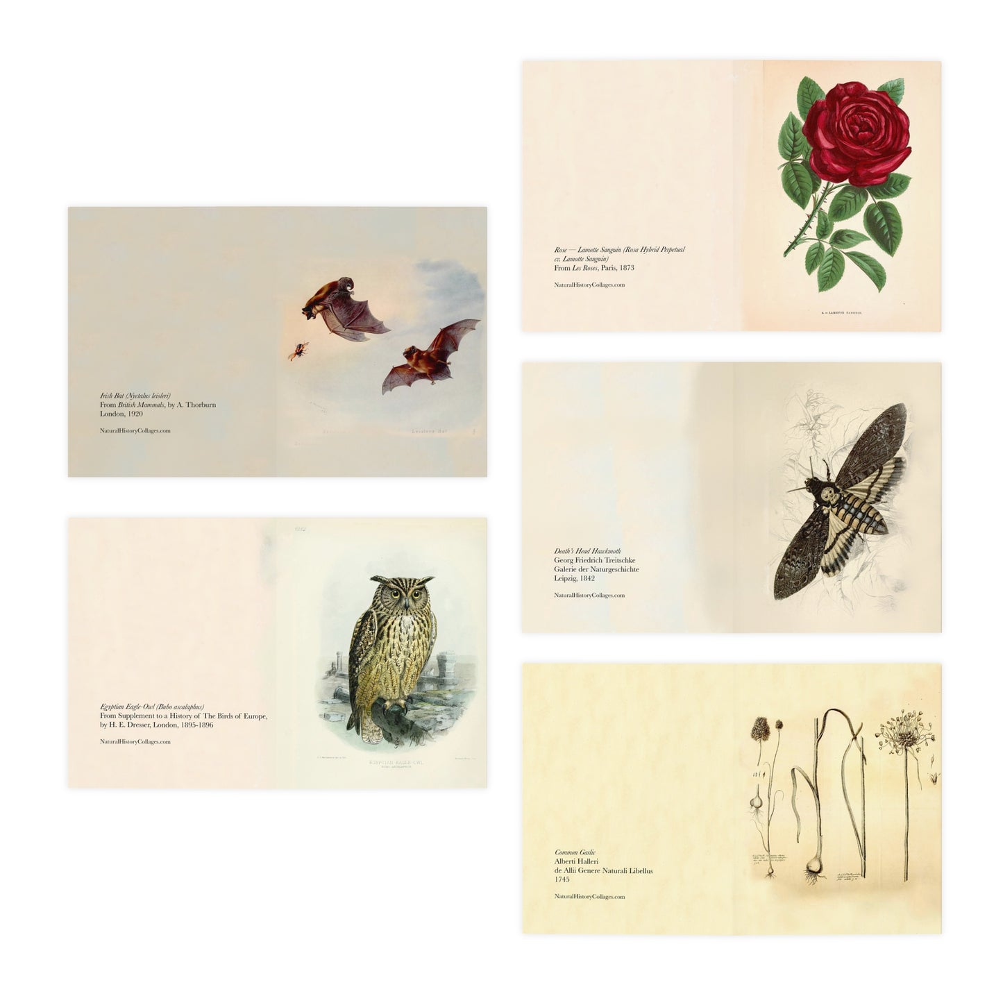 Dracula Note Cards (5 different cards) — Vintage Natural History Illustrations