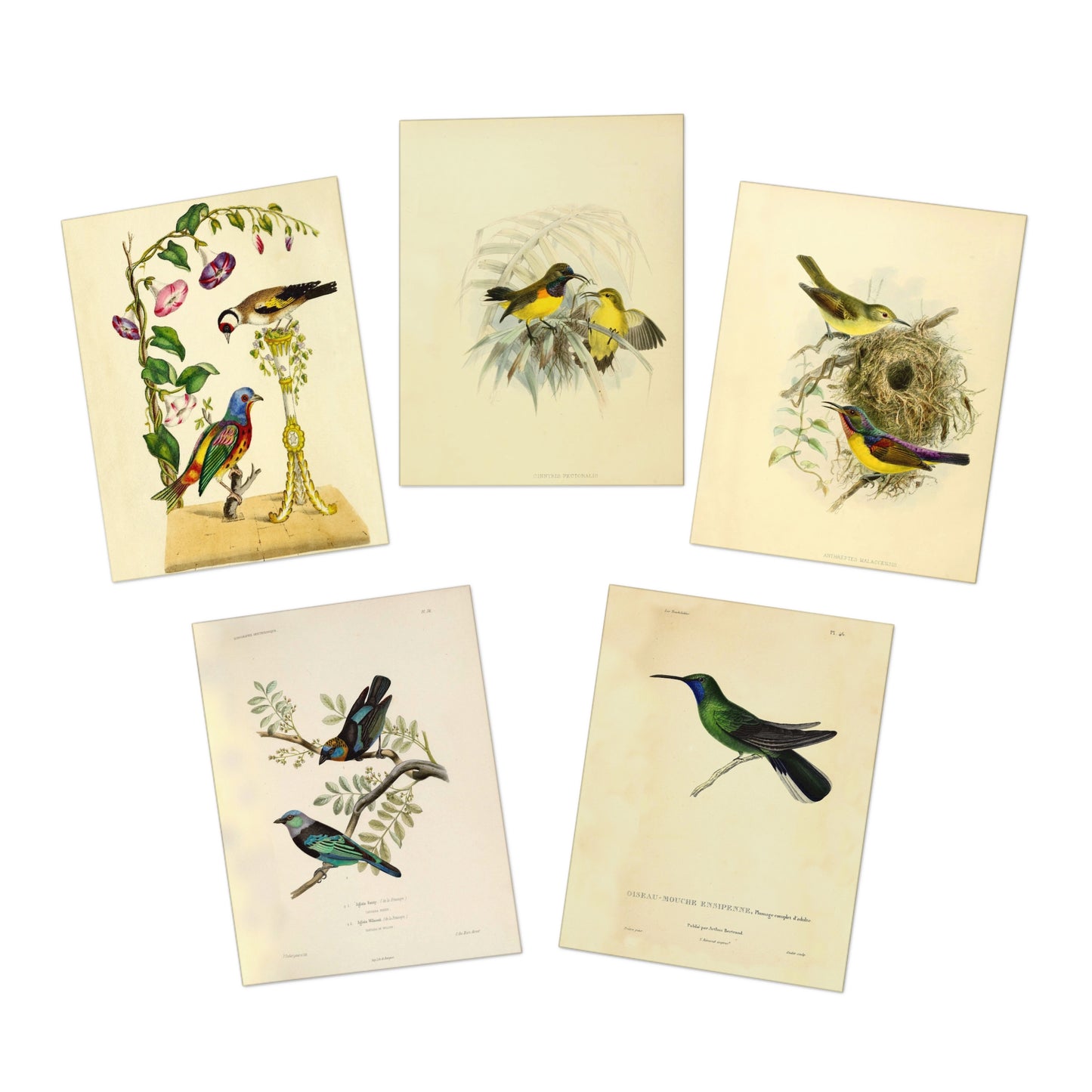 Romantic Birds Note Cards (5 different cards) — Vintage Natural History Illustrations