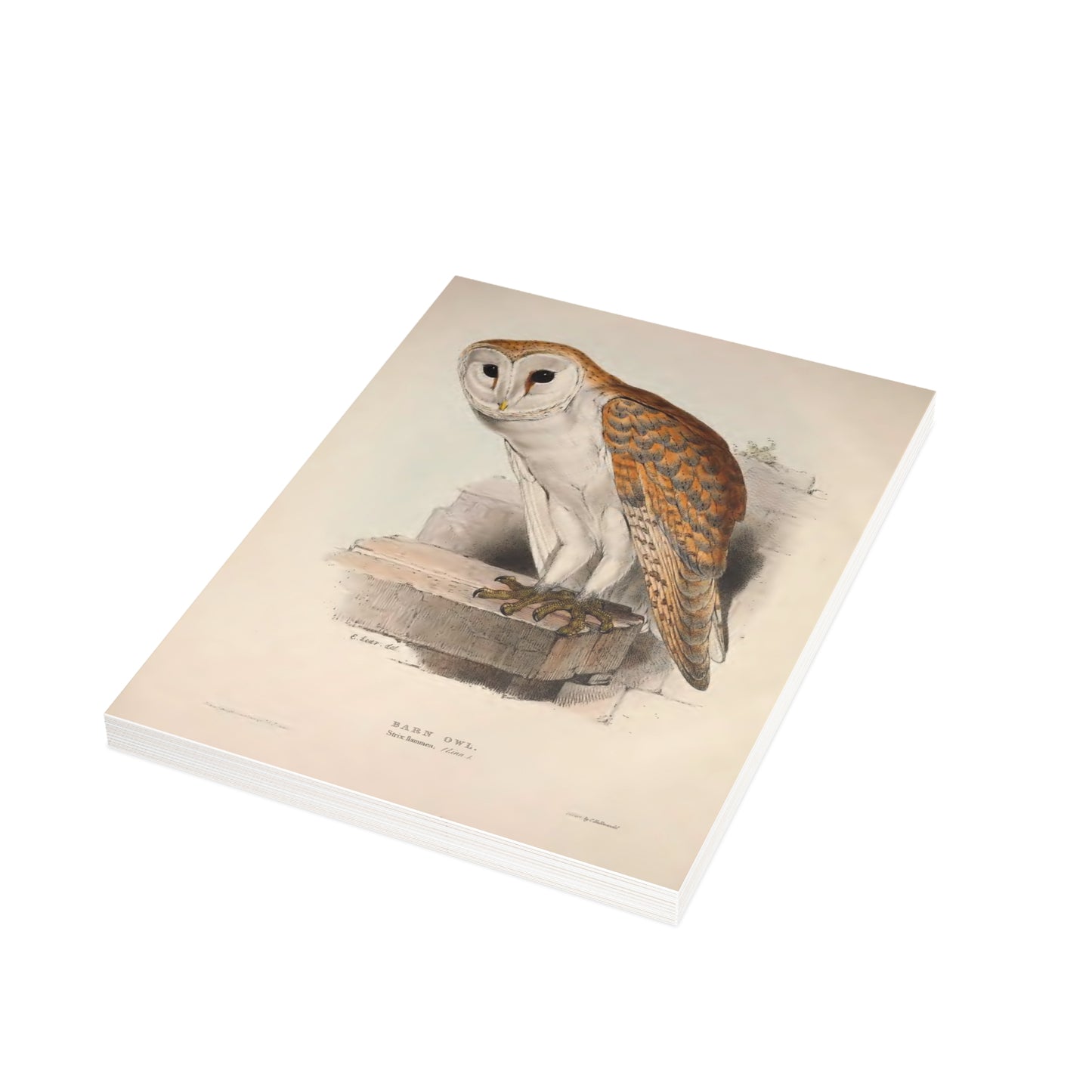 Barn Owl Postcard (Set of 10 Identical Cards) — Vintage Natural History Plate