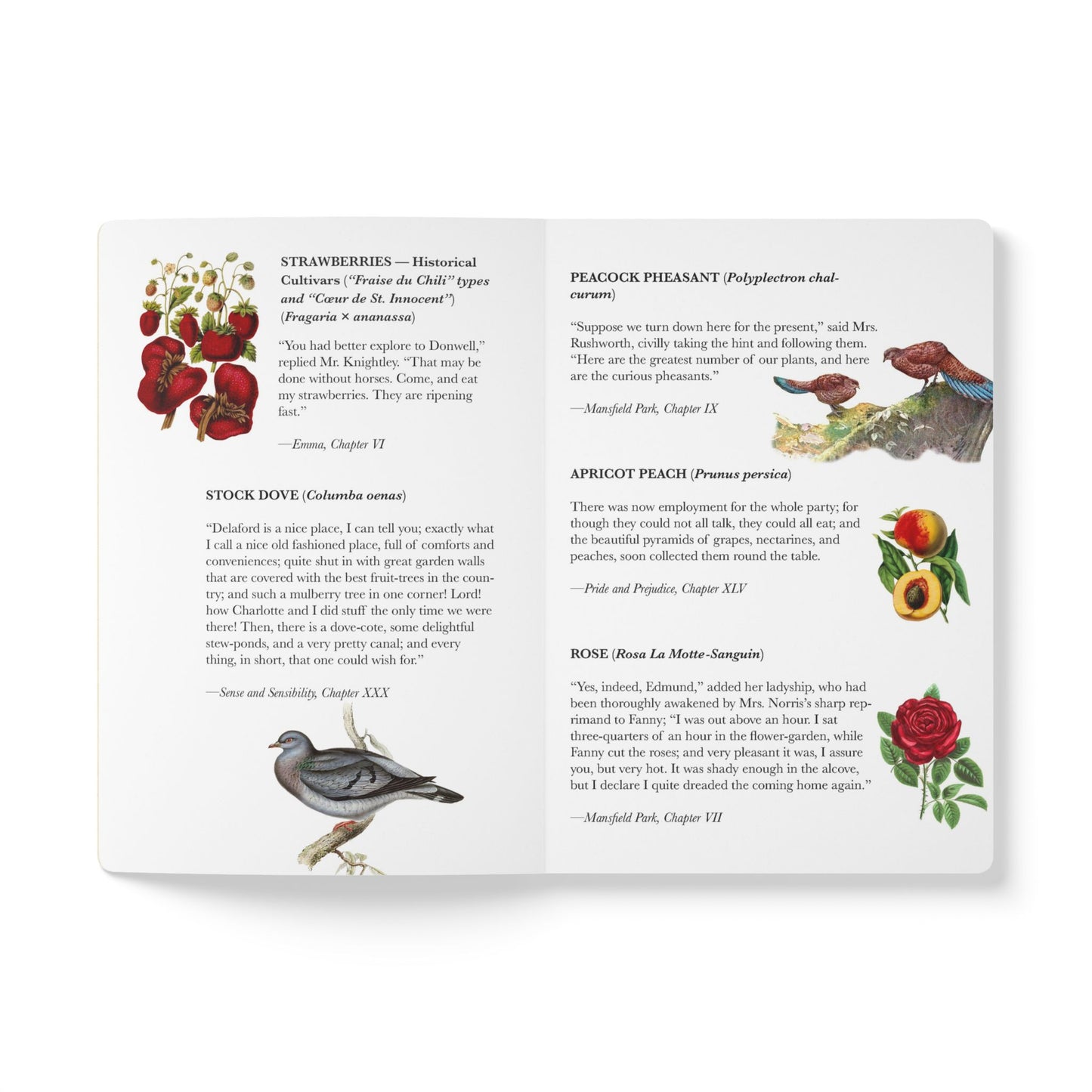 Jane Austen Blank Notebook — Softcover Natural History Writing Journal