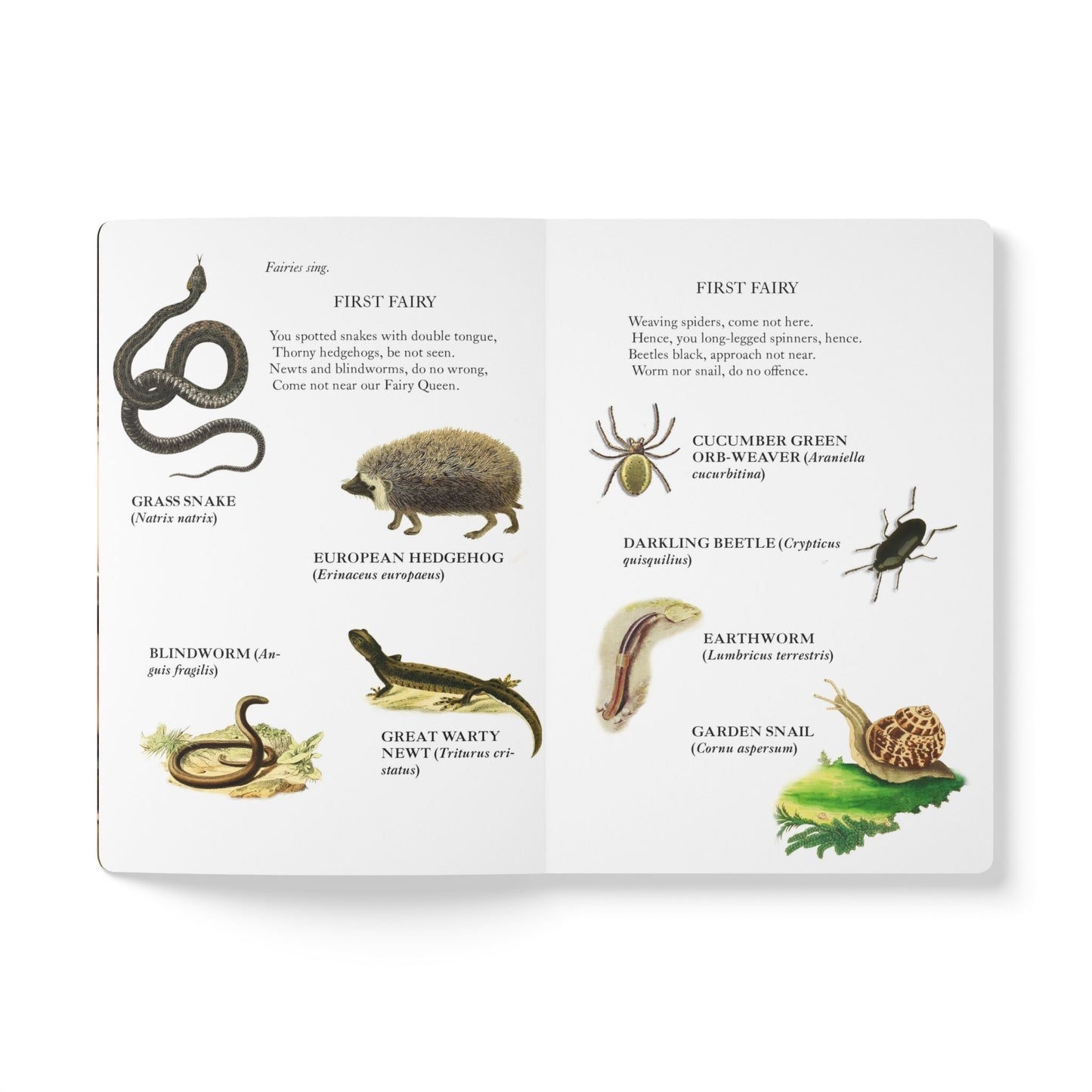 A Midsummer Night’s Dream Blank Notebook — Softcover Literary Inspiration Journal