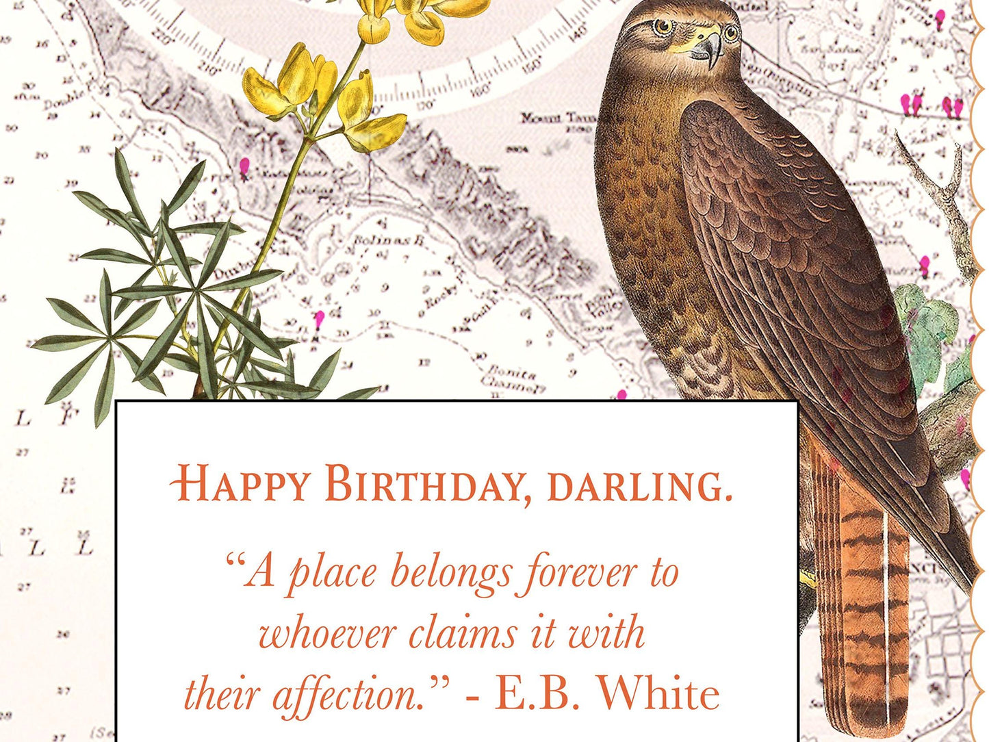 Custom Natural History Collage—A Personalized Field Guide To a Beloved Place