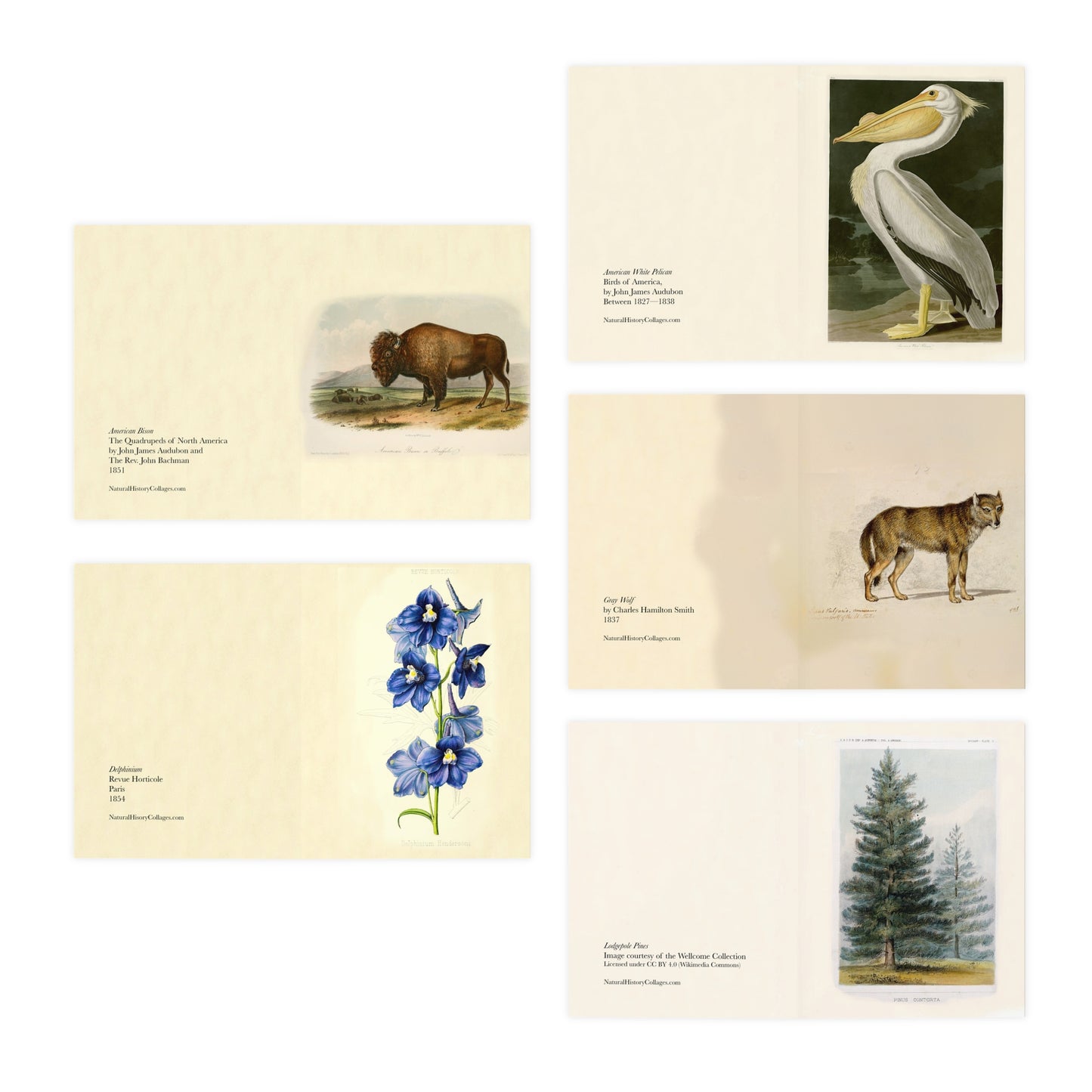 Yellowstone National Park & John Muir Note Cards (5 different cards) — Vintage Natural History Illustrations