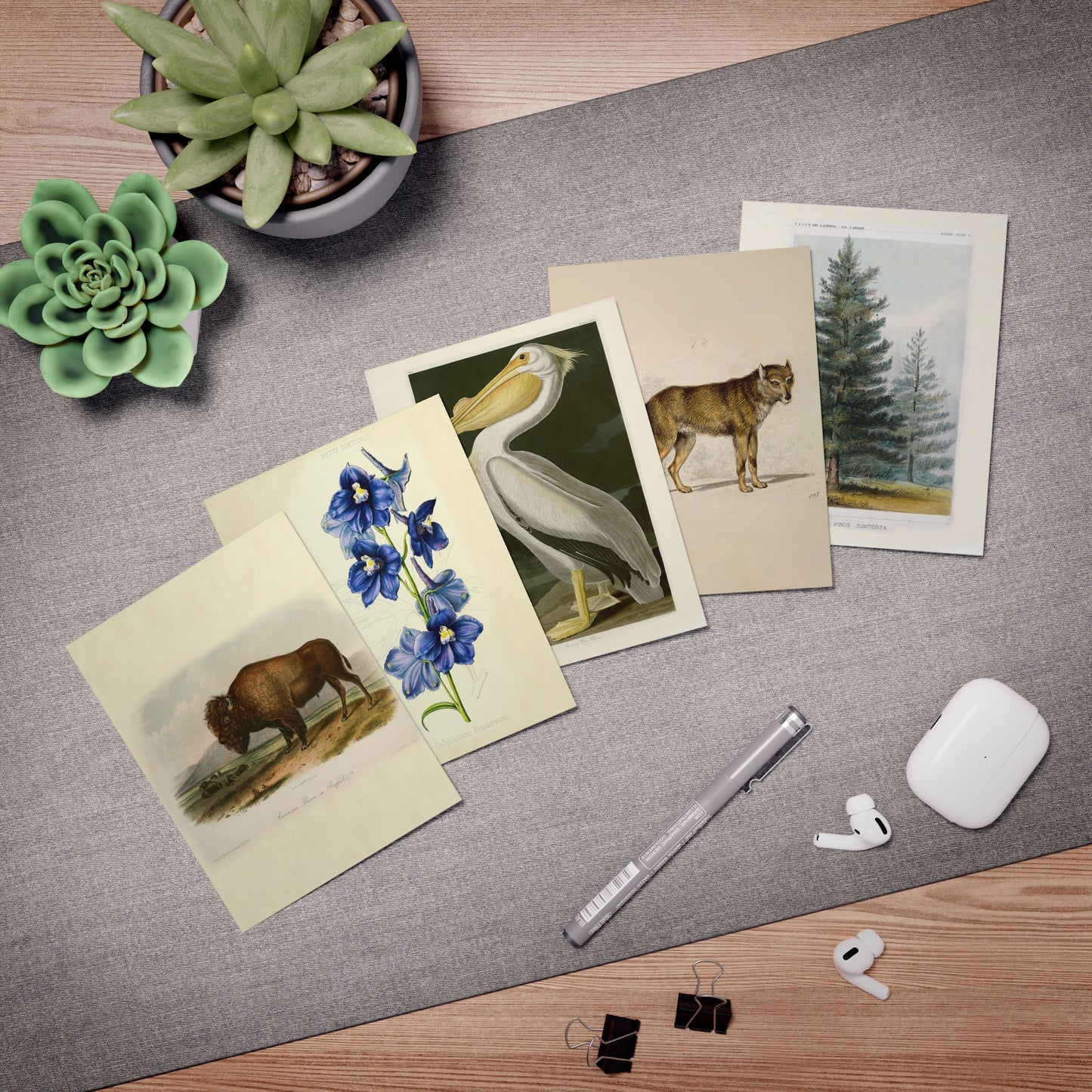 Yellowstone National Park & John Muir Note Cards (5 different cards) — Vintage Natural History Illustrations