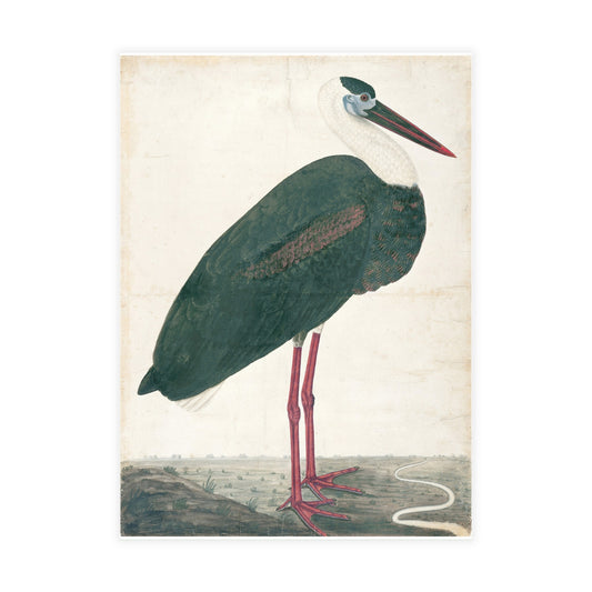 Black Stork In a Landscape Postcard (Set of 10 Identical Cards) — Vintage Natural History Plate