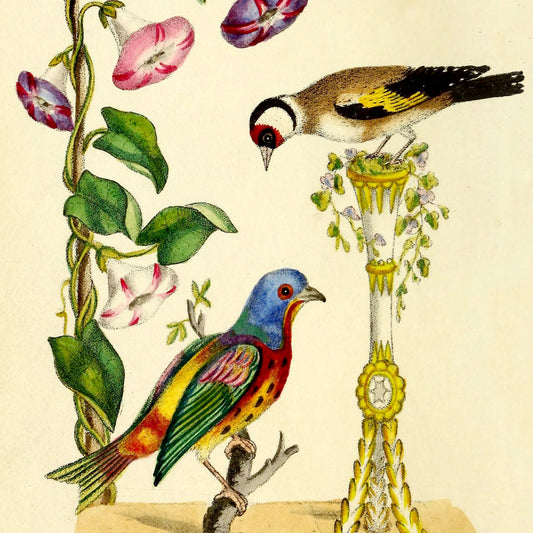 Romantic Birds Note Cards (5 different cards) — Vintage Natural History Illustrations