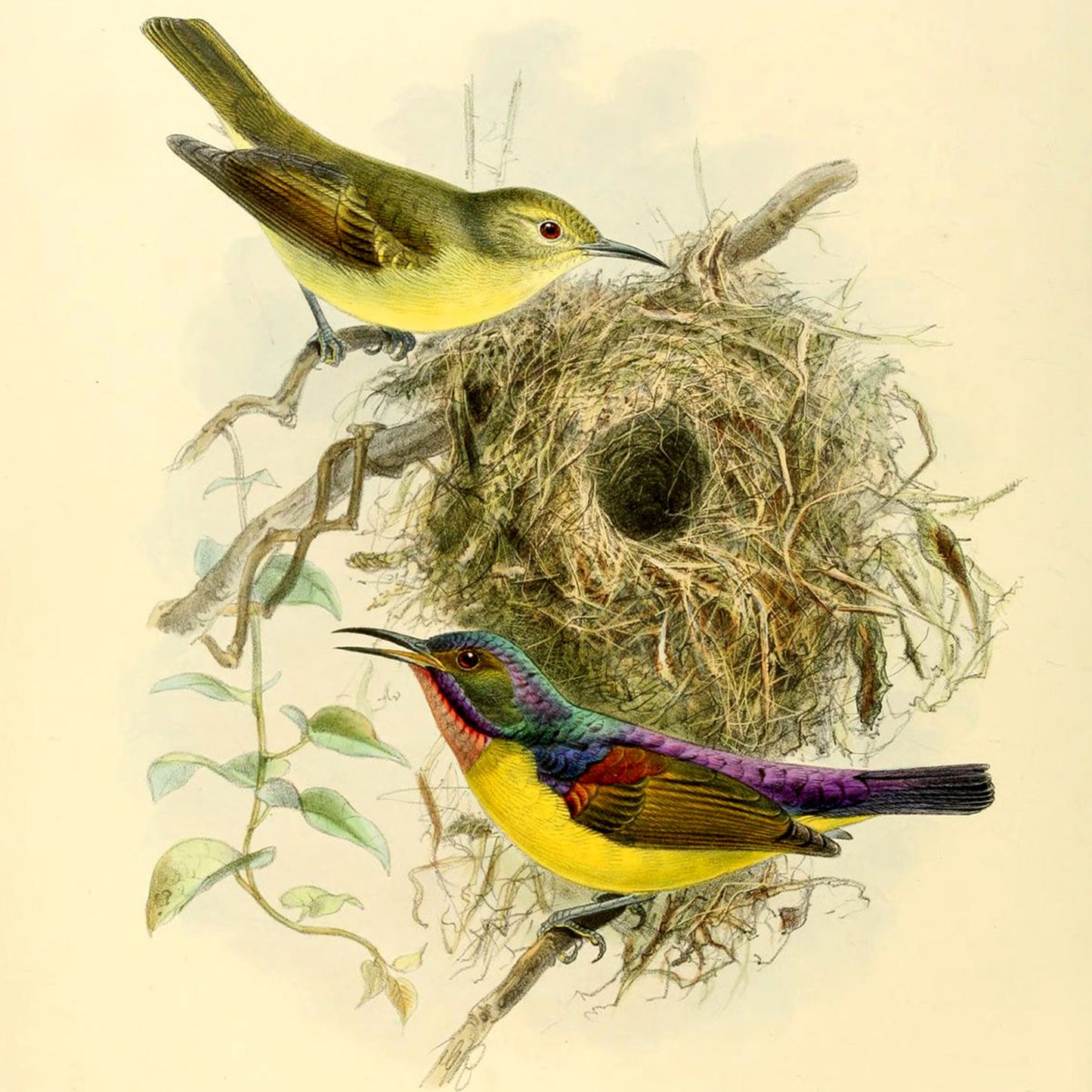 Romantic Birds Note Cards (5 different cards) — Vintage Natural History Illustrations