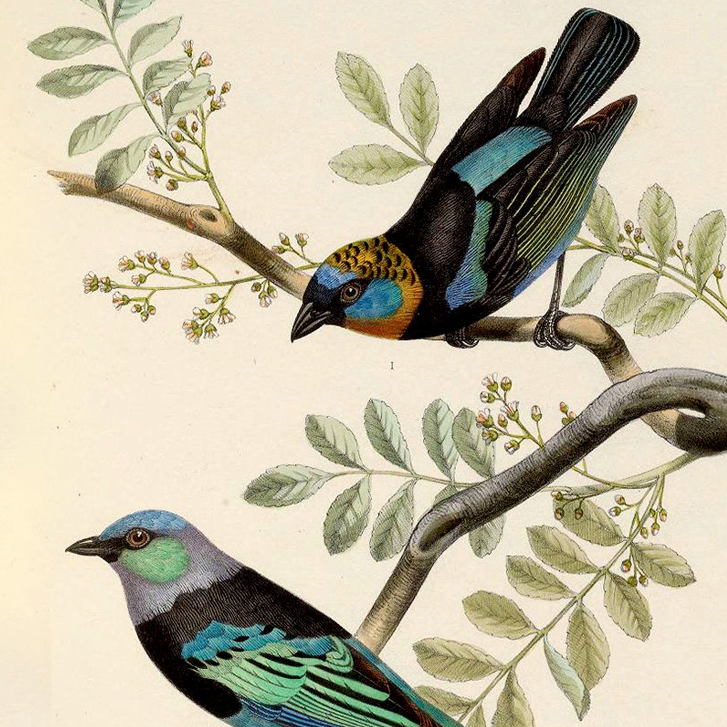 Romantic Birds Note Cards (5 different cards) — Vintage Natural History Illustrations