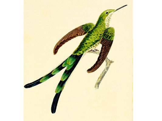 Twelve Hummingbirds — A Poster Featuring Vintage Illustrations