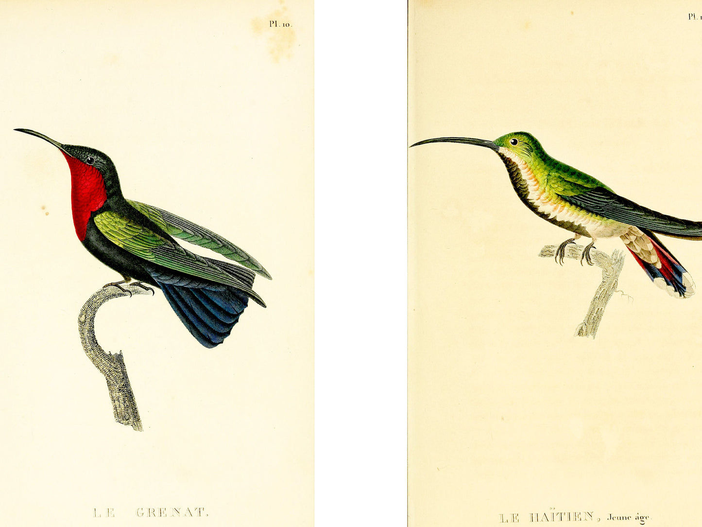 Twelve Hummingbirds — A Poster Featuring Vintage Illustrations