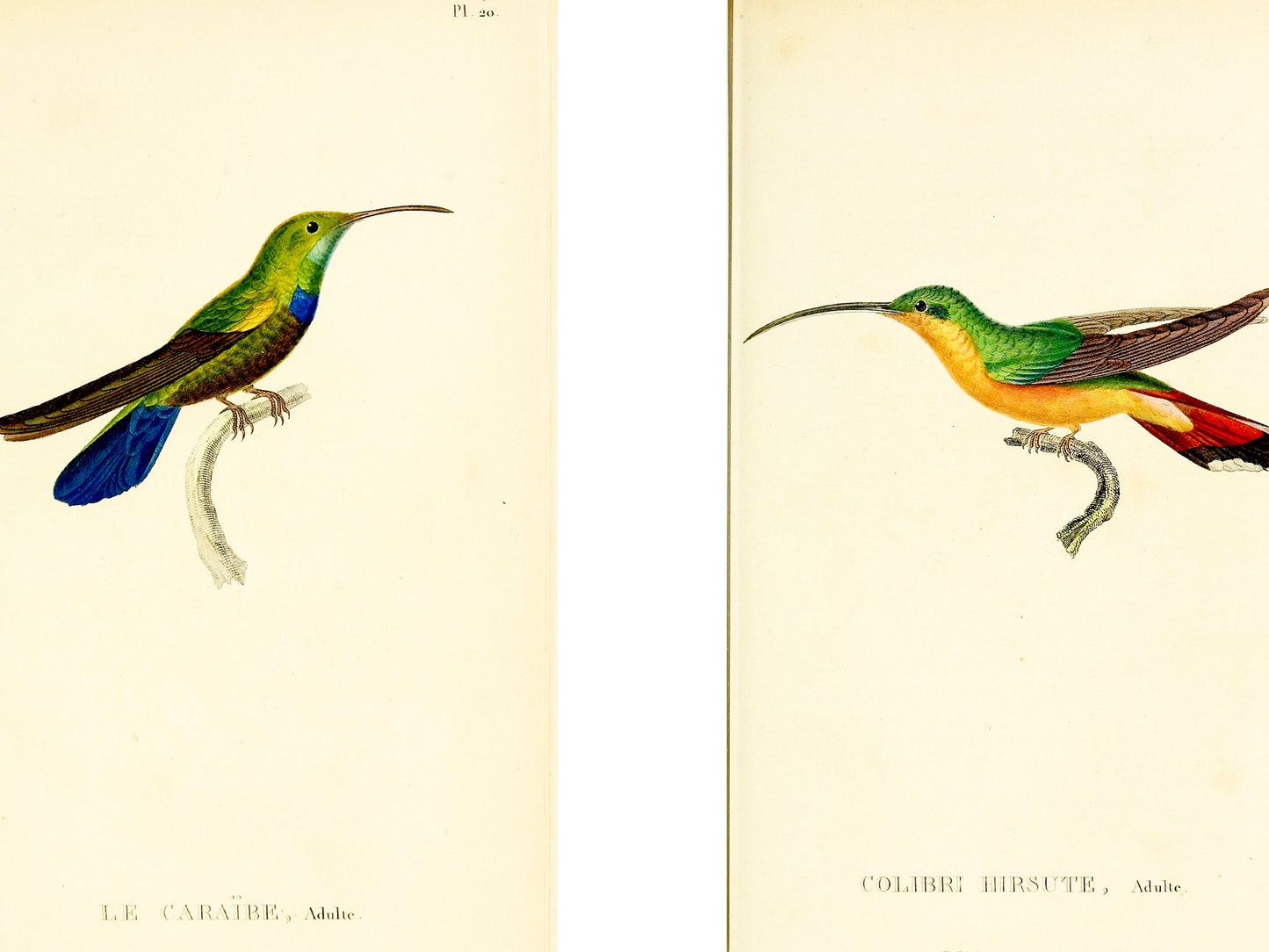 Twelve Hummingbirds — A Poster Featuring Vintage Illustrations