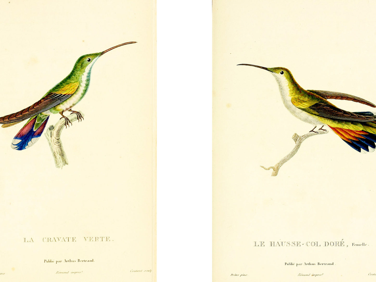 Twelve Hummingbirds — A Poster Featuring Vintage Illustrations