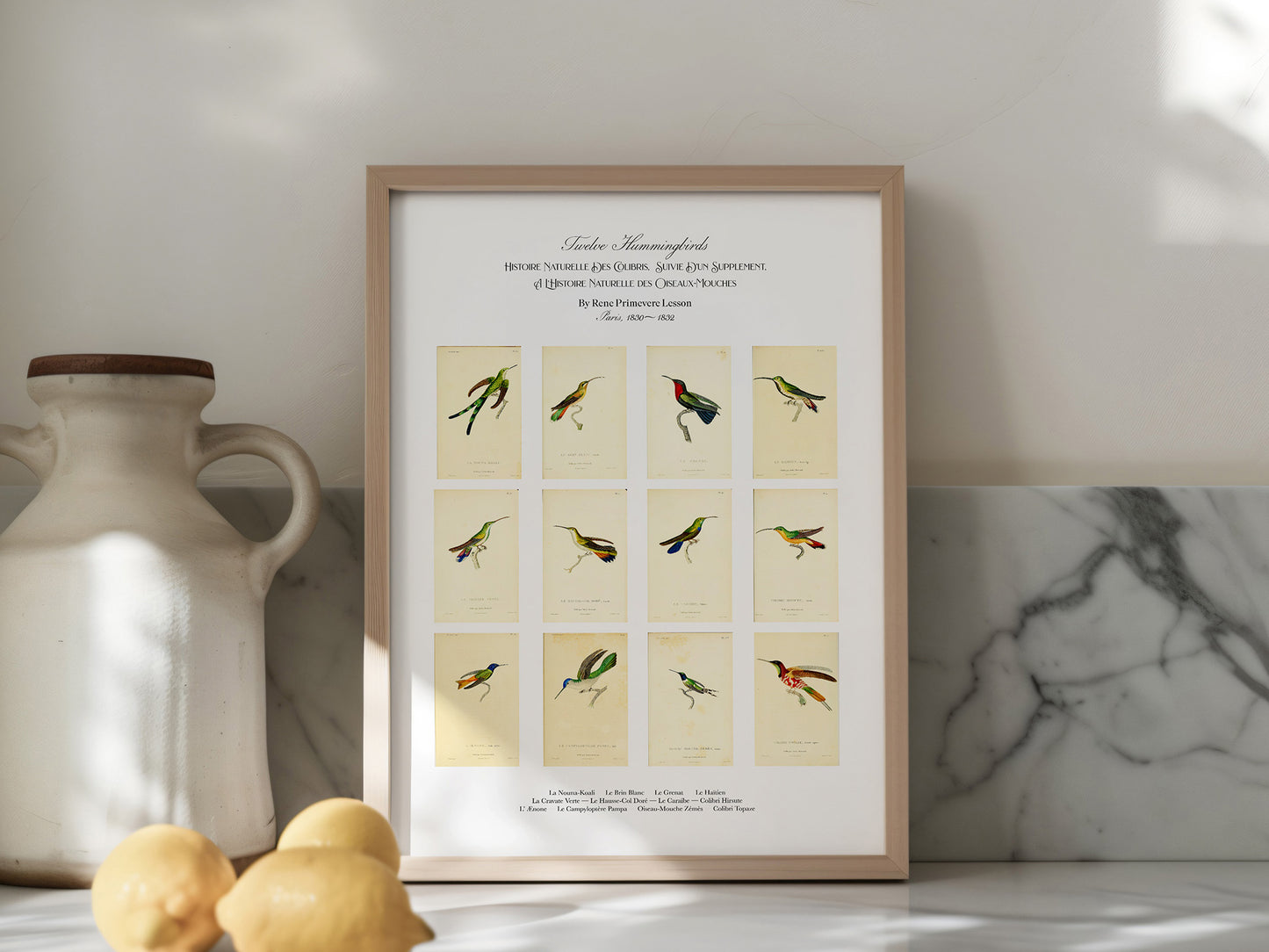 Twelve Hummingbirds — A Poster Featuring Vintage Illustrations