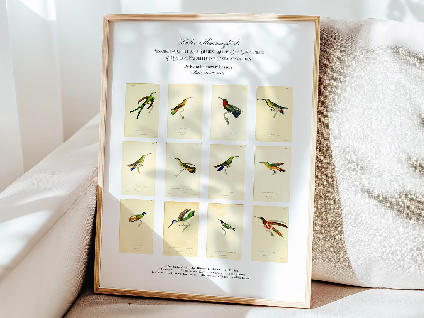 Twelve Hummingbirds — A Poster Featuring Vintage Illustrations