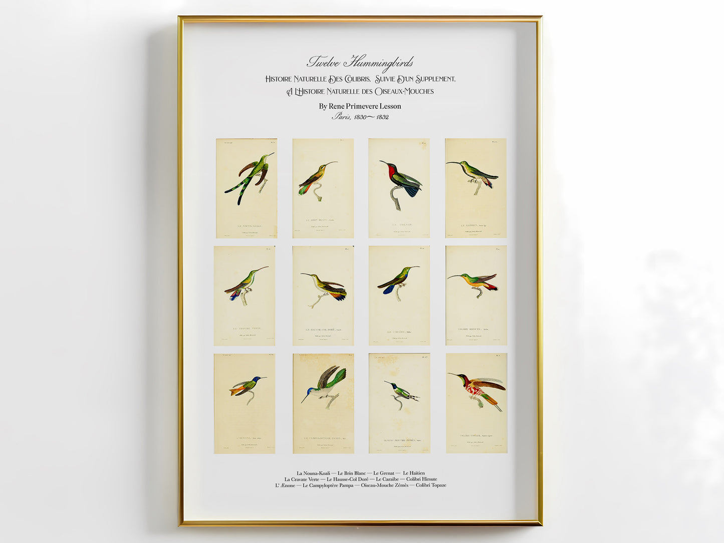 Twelve Hummingbirds — A Poster Featuring Vintage Illustrations