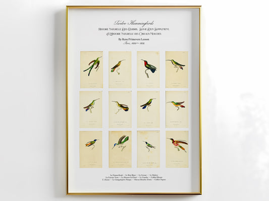Twelve Hummingbirds — A Poster Featuring Vintage Illustrations