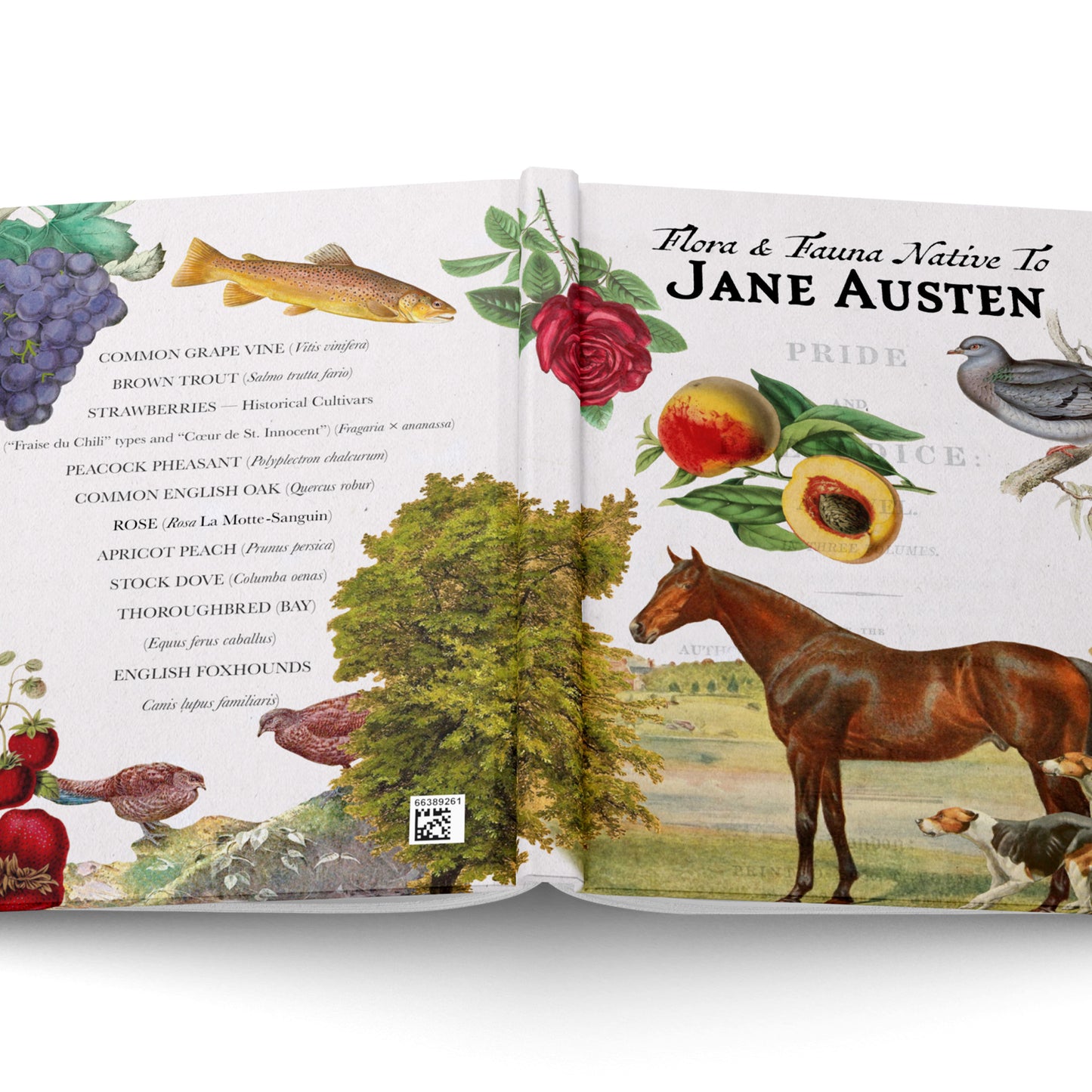 Jane Austen Blank Notebook — Hardcover Journal with Vintage Illustrations