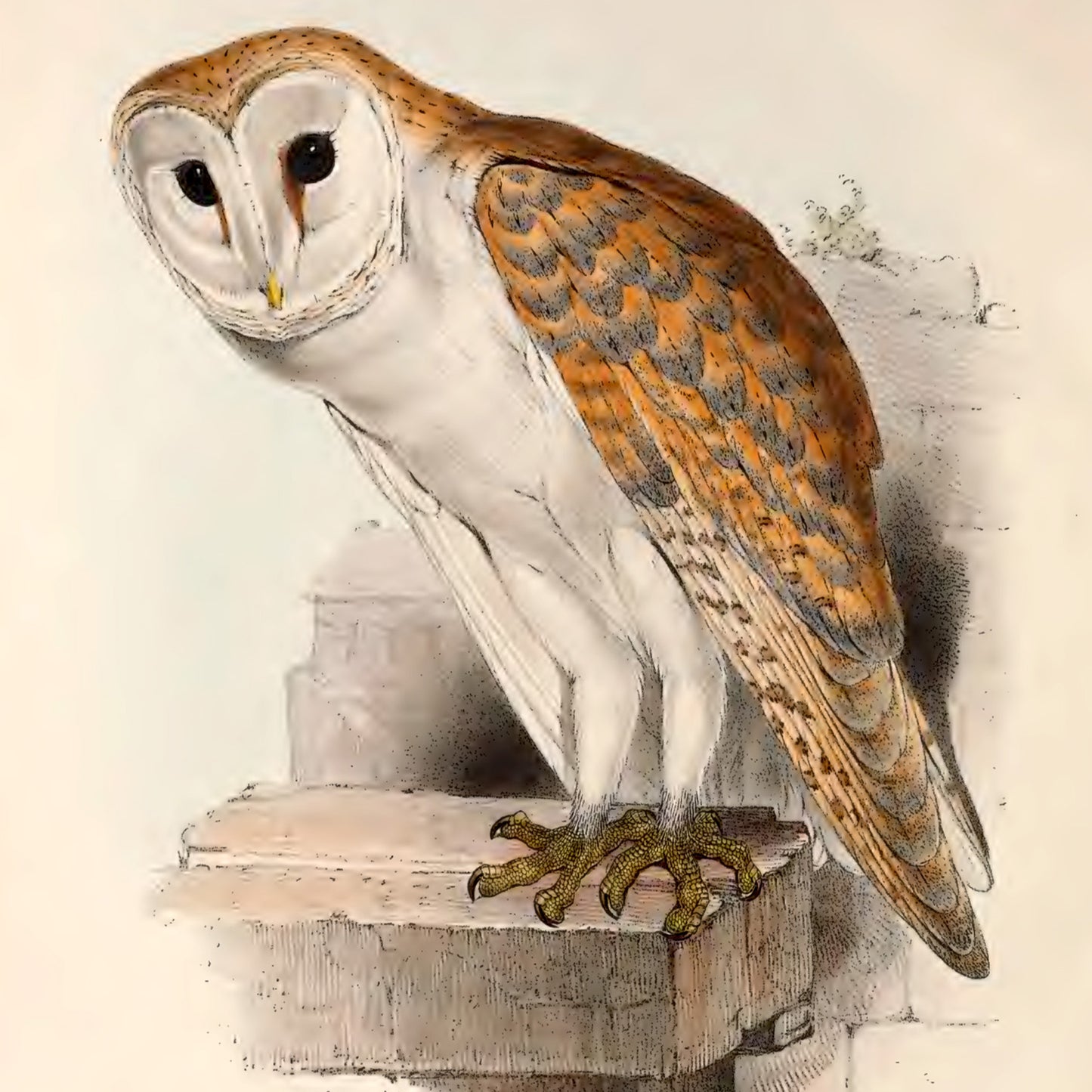 Barn Owl Postcard (Set of 10 Identical Cards) — Vintage Natural History Plate
