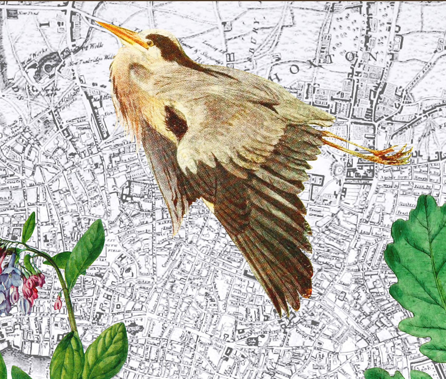 London, England — Vintage Natural History Collage