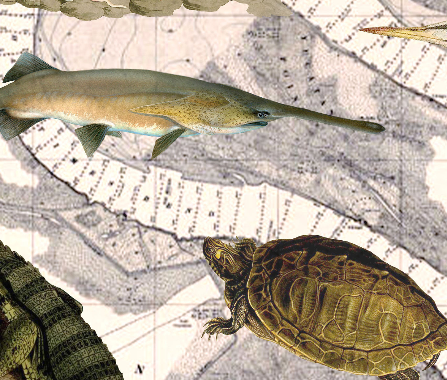 The Mississippi River — Vintage Natural History Collage