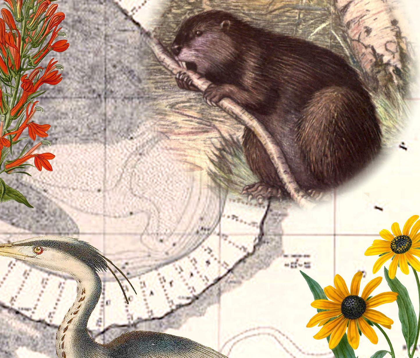 The Mississippi River — Vintage Natural History Collage