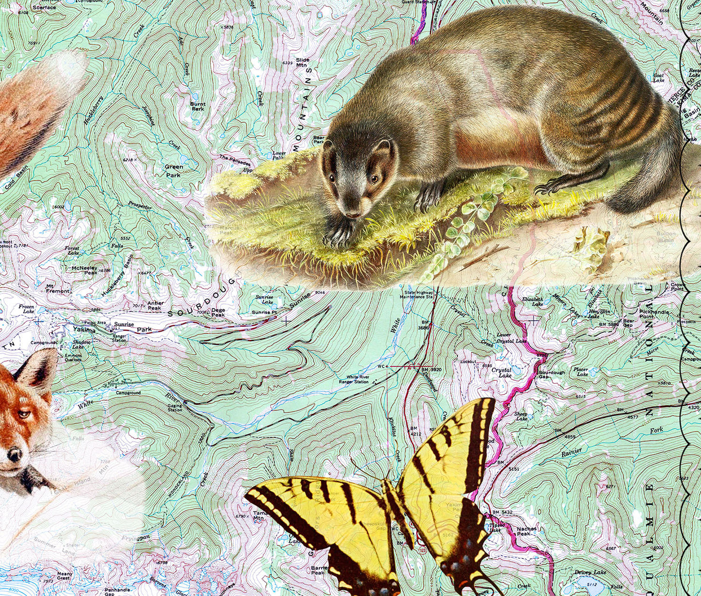 Mt Rainier National Park — Vintage Natural History Collage