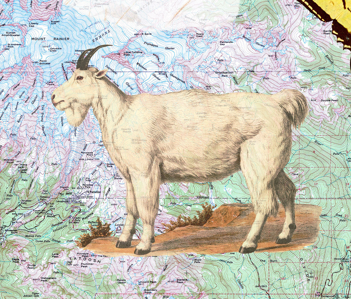 Mt Rainier National Park — Vintage Natural History Collage
