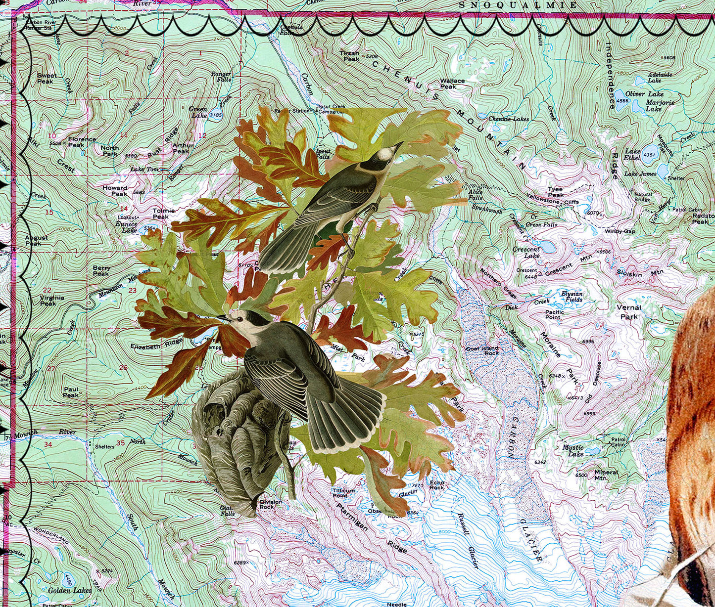 Mt Rainier National Park — Vintage Natural History Collage