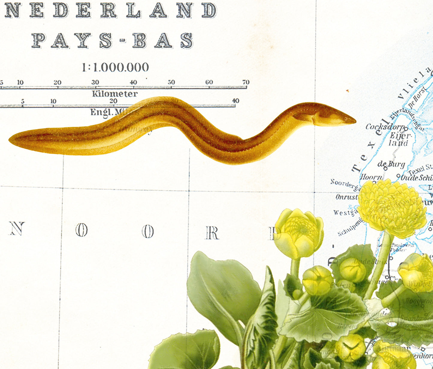 The Netherlands — Vintage Natural History Collage