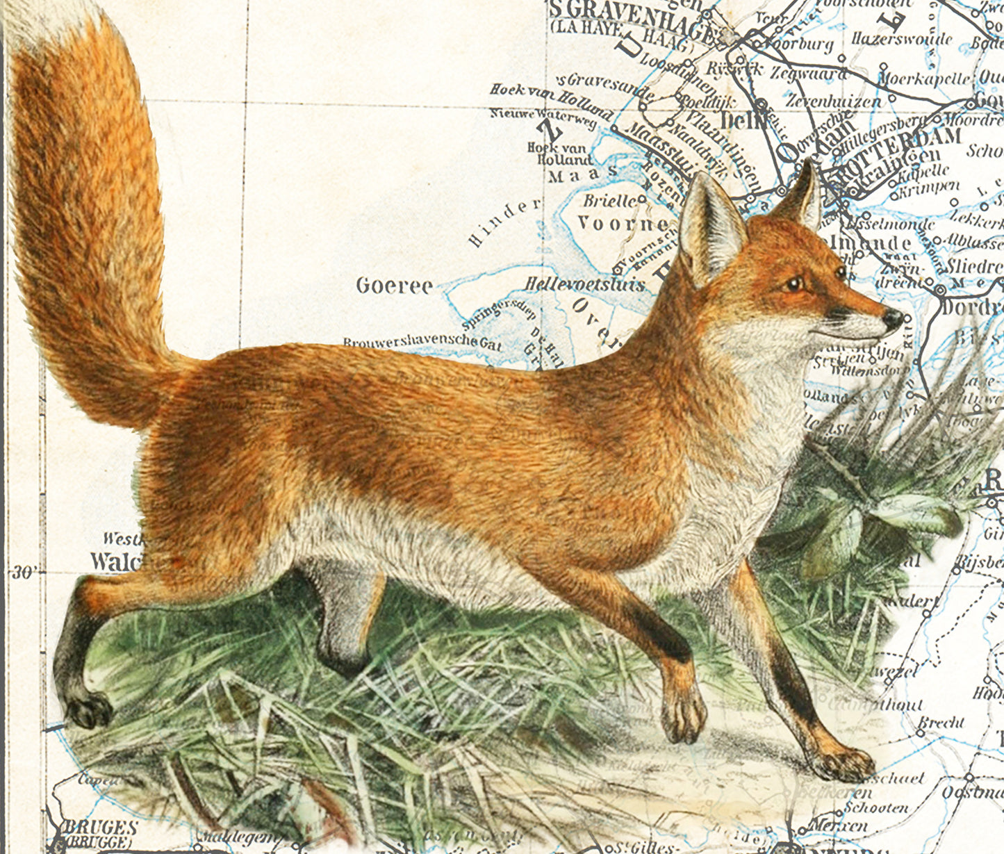 The Netherlands — Vintage Natural History Collage