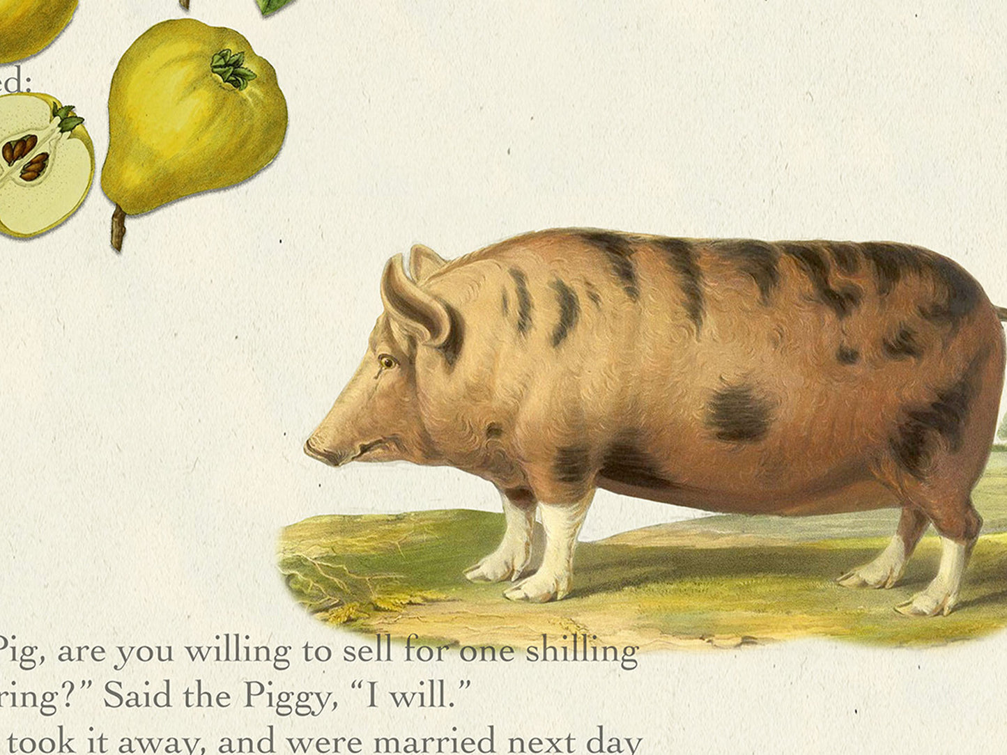 The Owl and the Pussy-cat, a nonsense poem by Edward Lear — Literary Field Guide & Vintage Natural History Collage