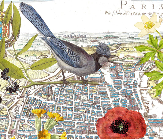 Paris, France — Vintage Natural History Collage