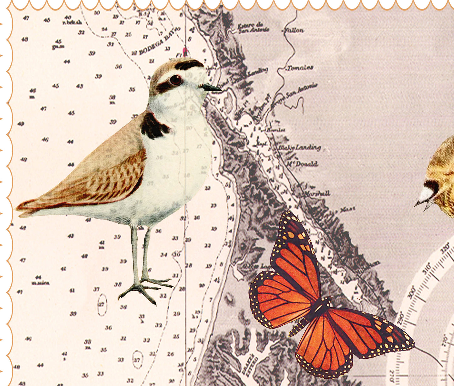 Point Reyes National Seashore — Vintage Natural History Collage