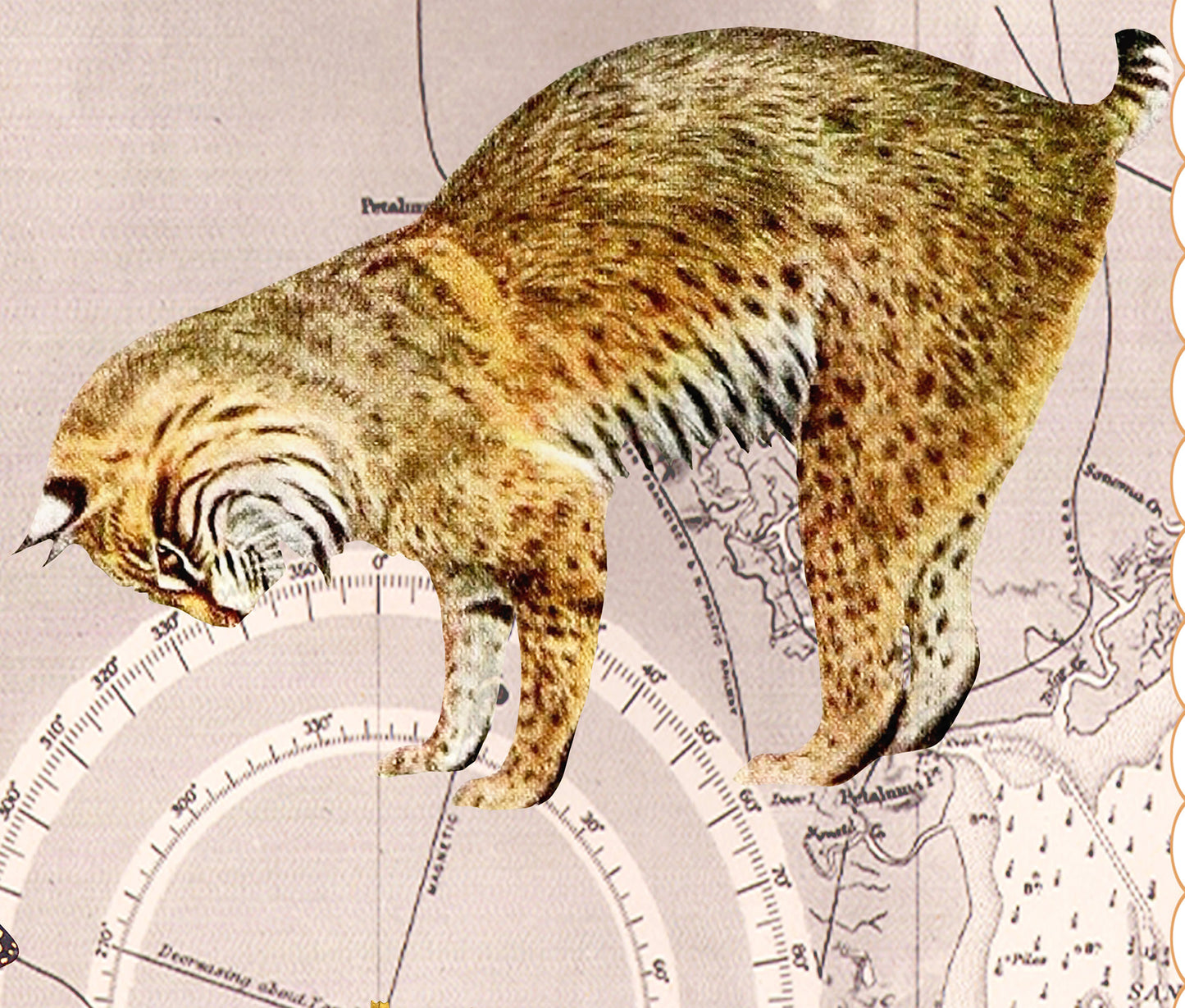 Point Reyes National Seashore — Vintage Natural History Collage