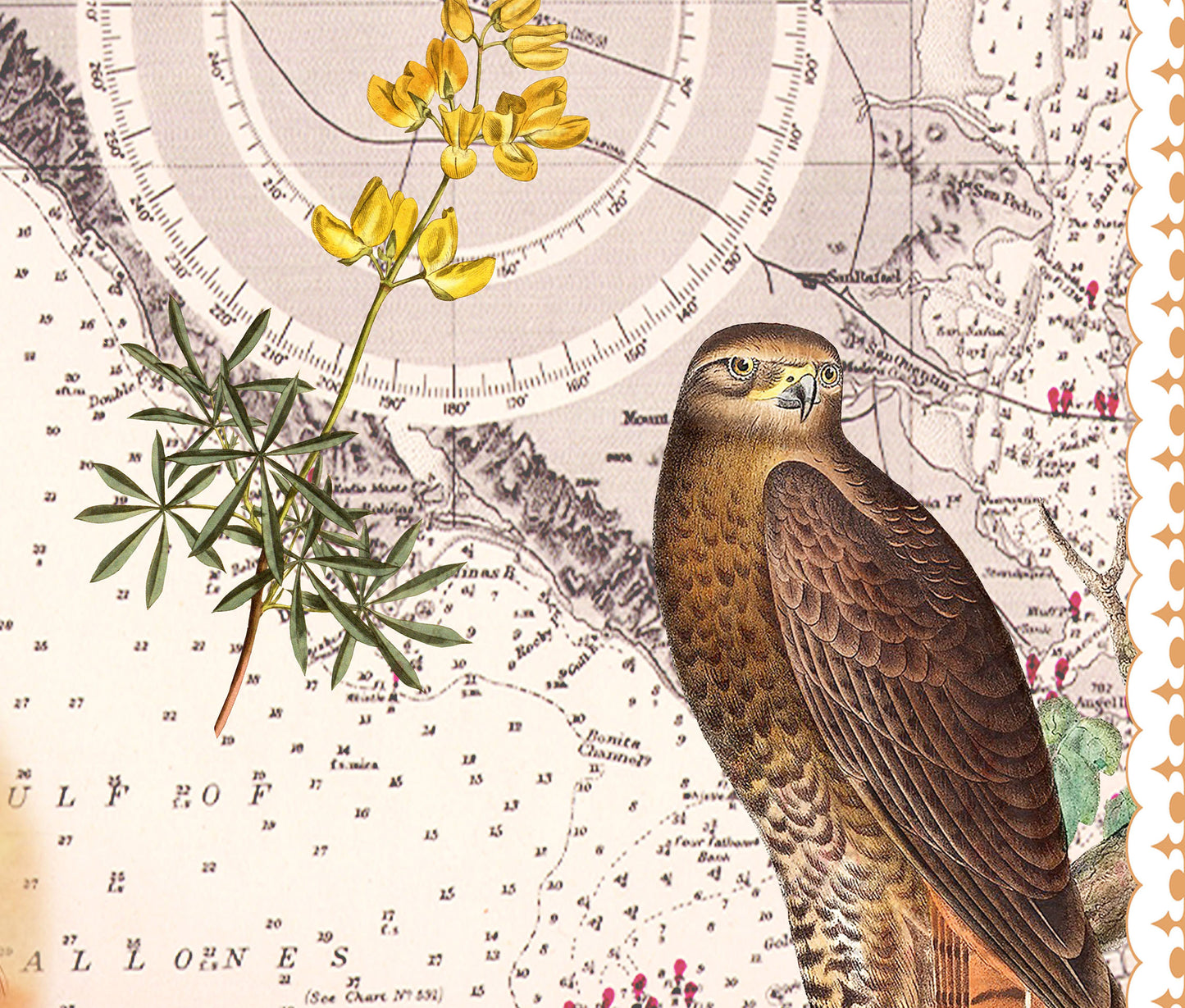 Point Reyes National Seashore — Vintage Natural History Collage