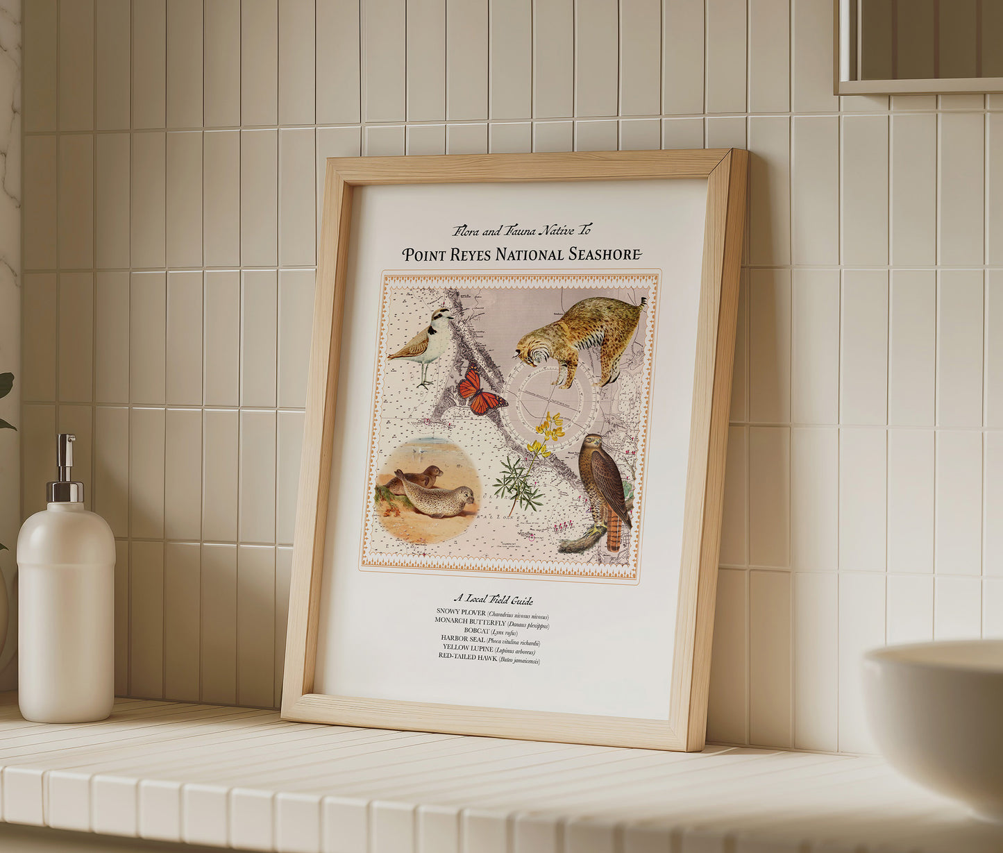 Point Reyes National Seashore — Vintage Natural History Collage