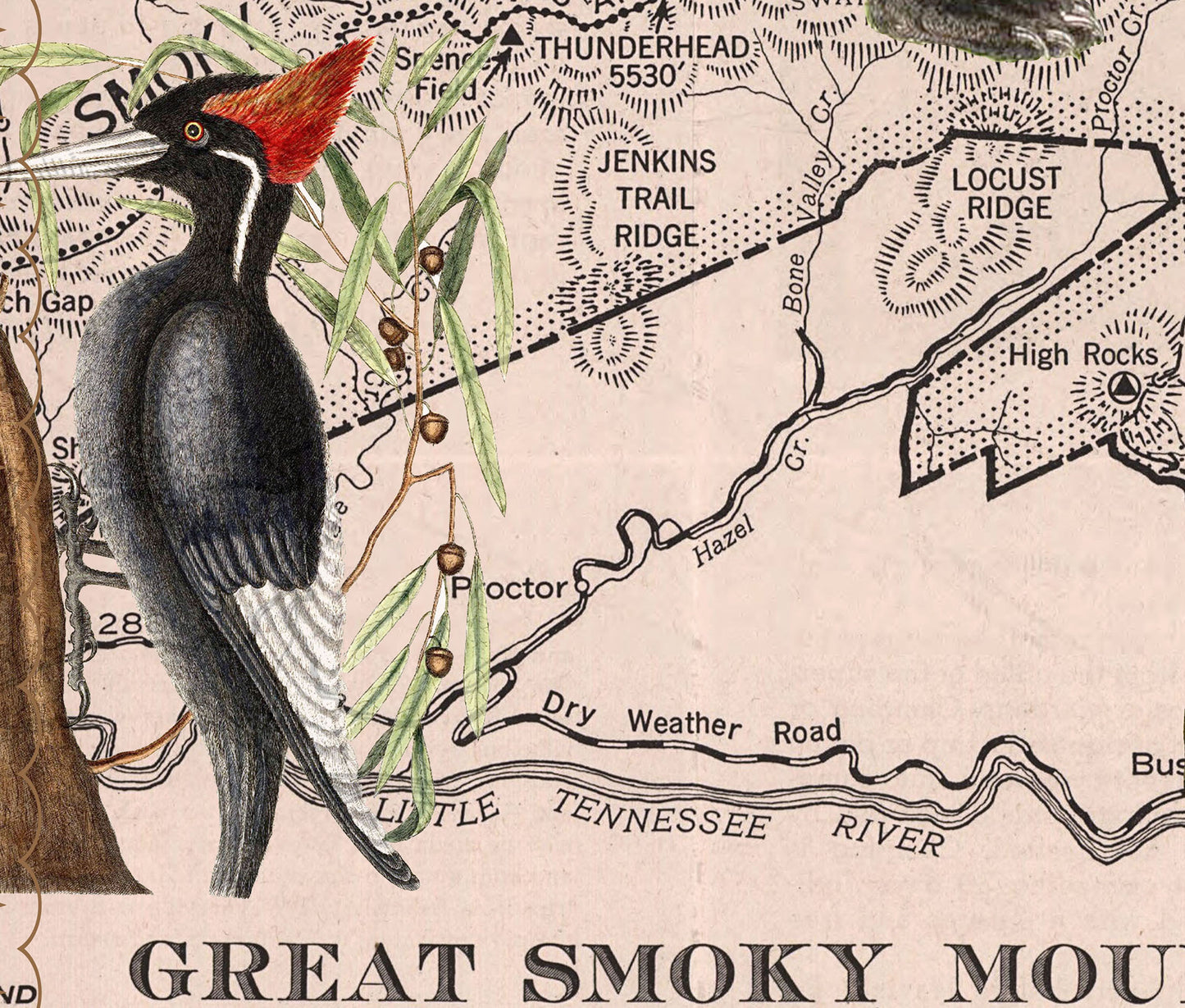 Great Smoky Mountains National Park — Vintage Natural History Collage