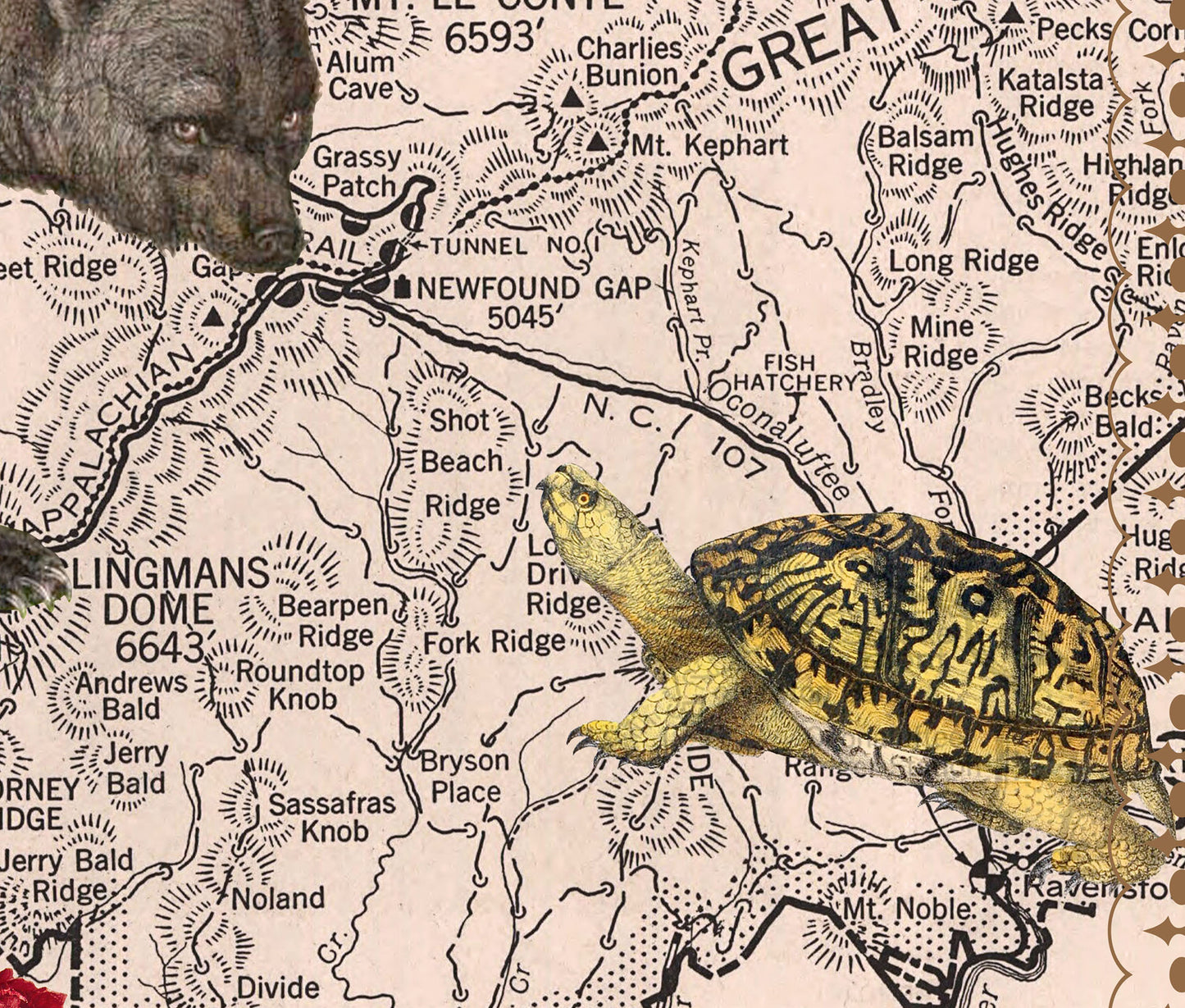 Great Smoky Mountains National Park — Vintage Natural History Collage