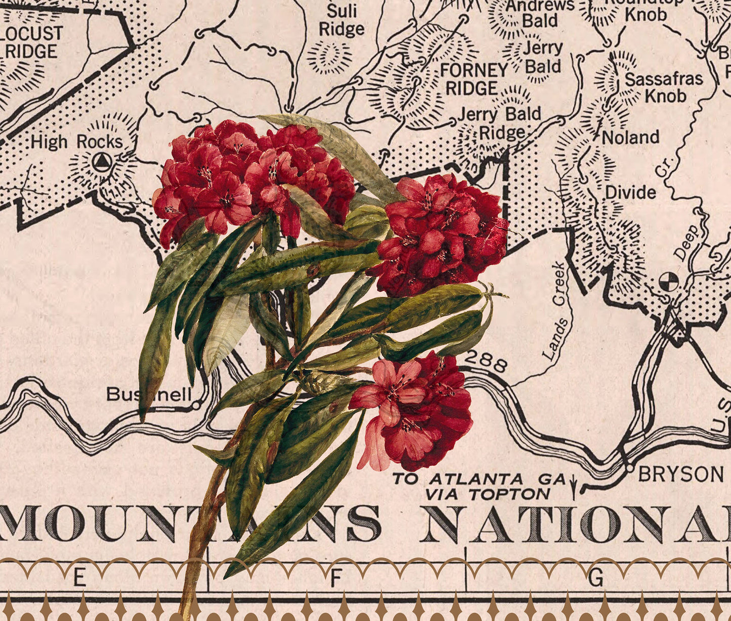 Great Smoky Mountains National Park — Vintage Natural History Collage