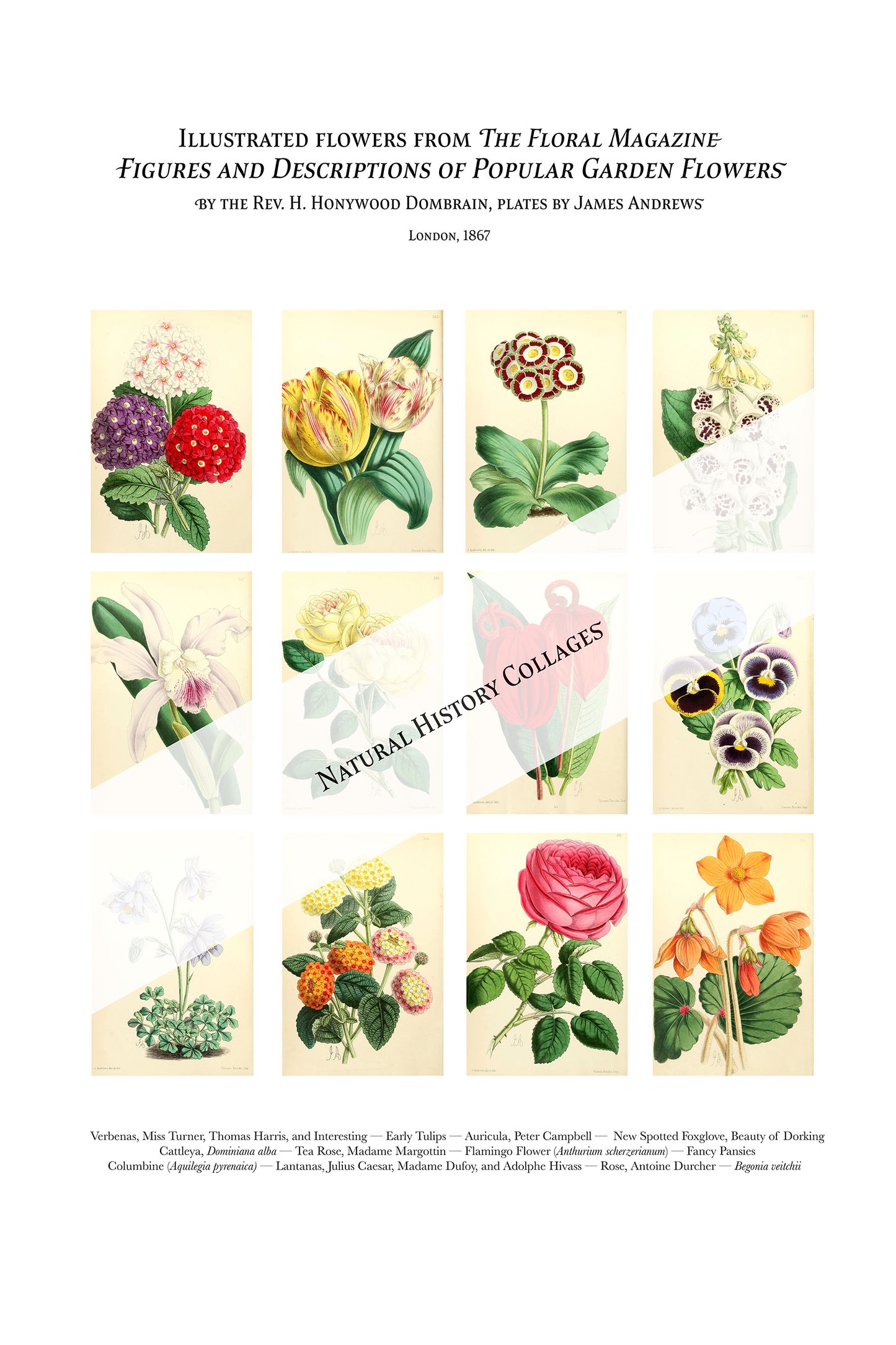 Twelve Flowers Botanical Art Print — Digital Download