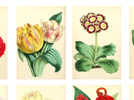 Free Black Friday Thank You Gift — Twelve Flowers Digital Download