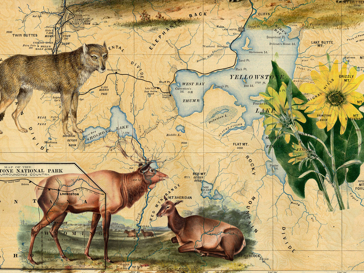 Yellowstone National Park Wood Print