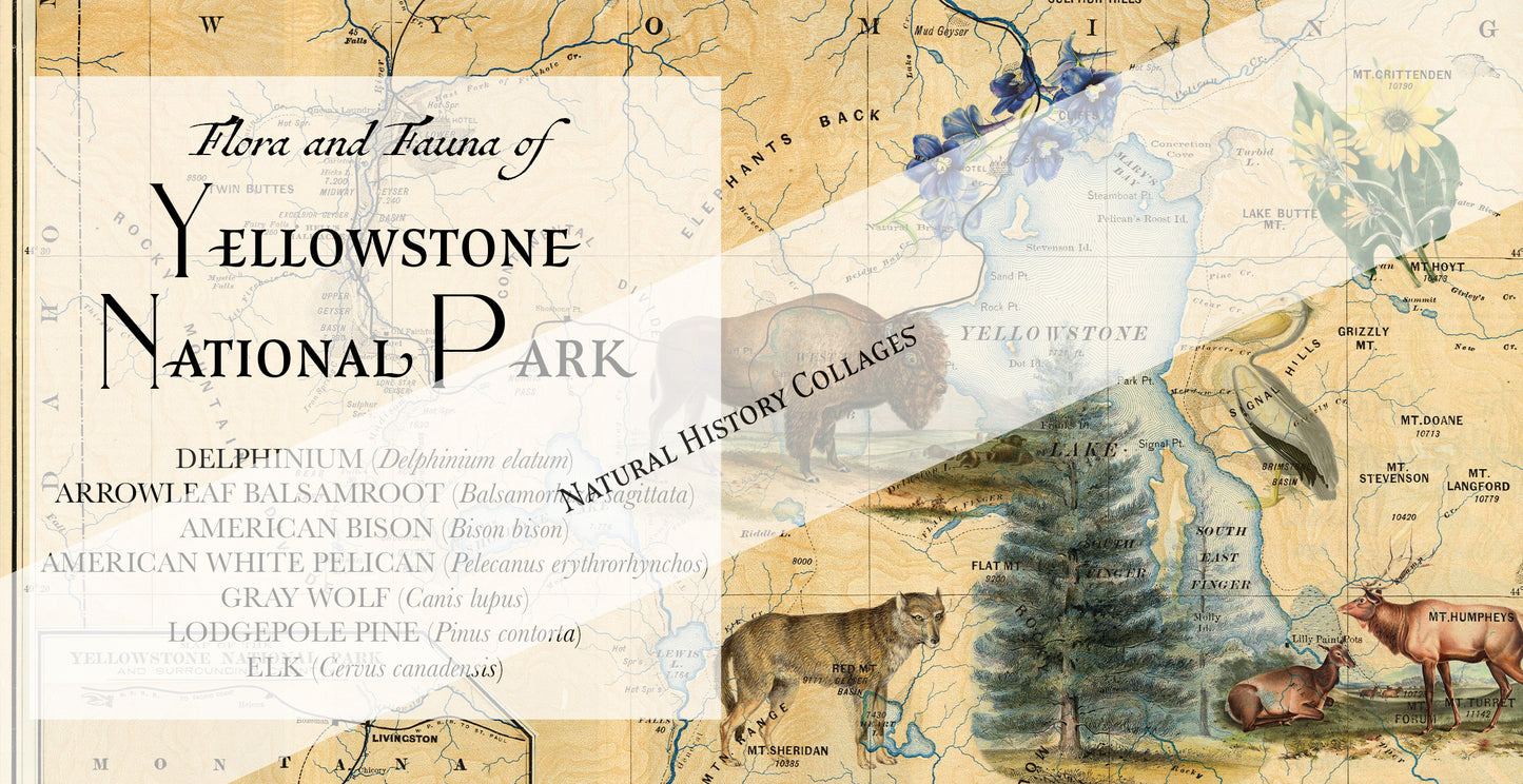 Yellowstone National Park Natural History Mug (15 oz)