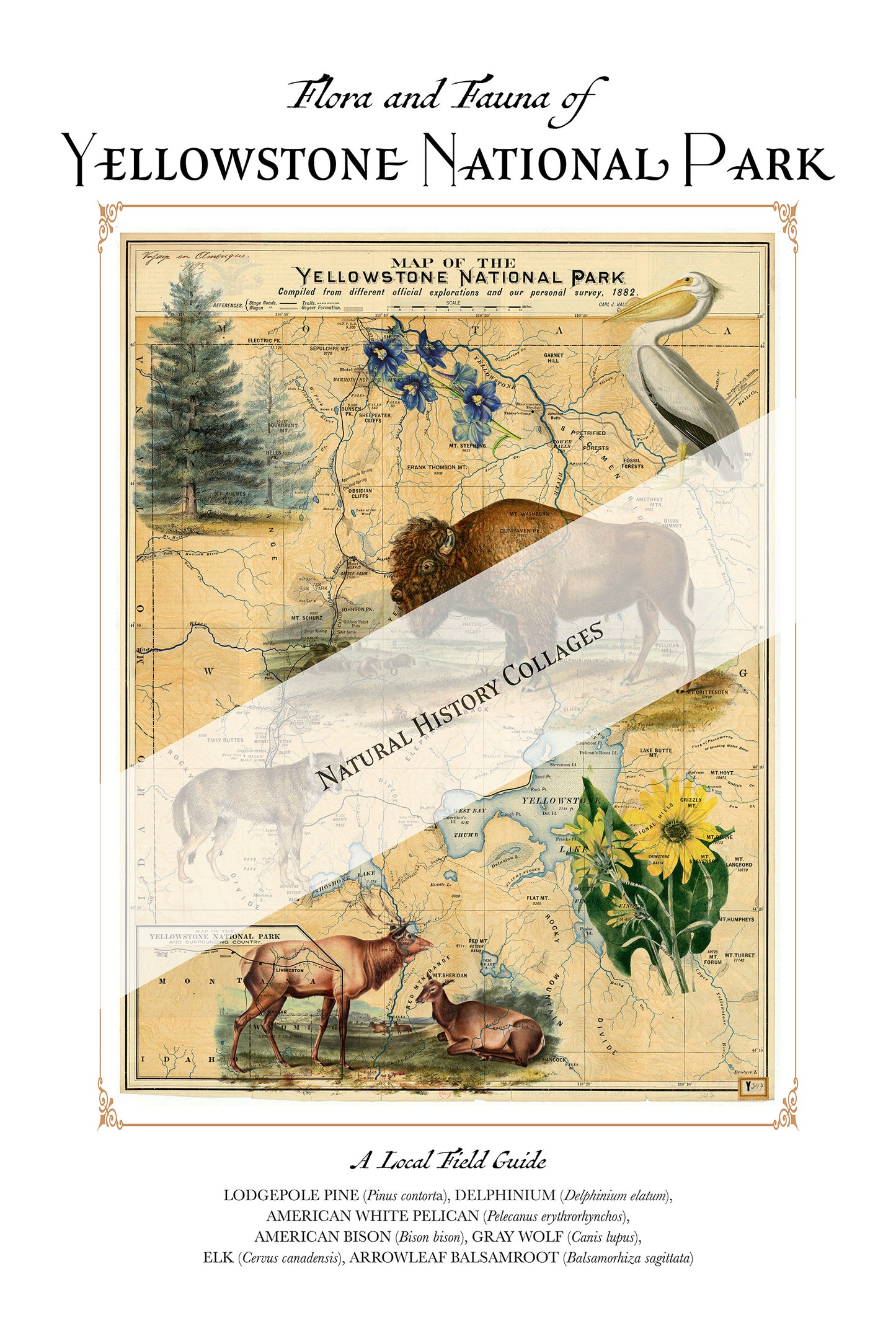 Yellowstone National Park Art Print — Vintage Natural History Collage